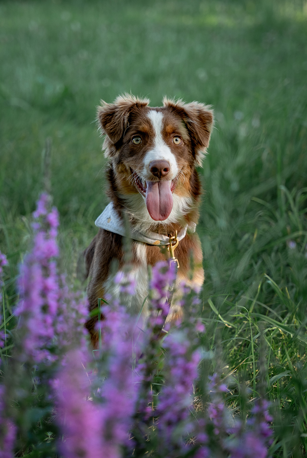 Hund in der Wiese