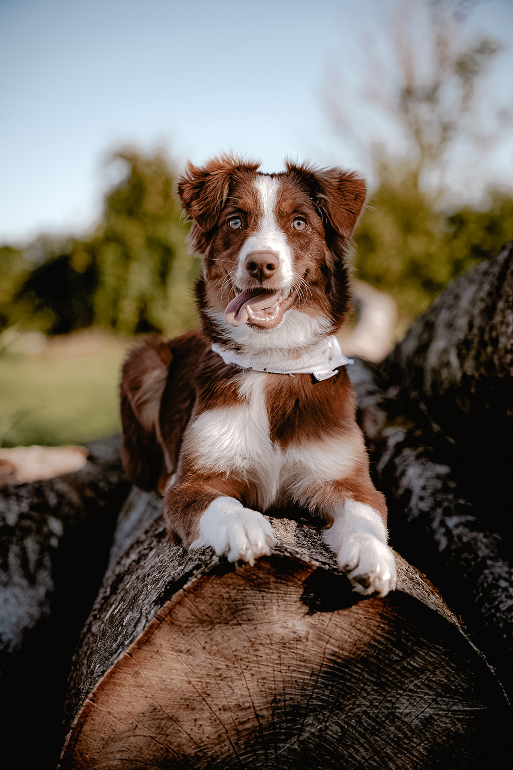 Australien Shepherd Hund auf Holz