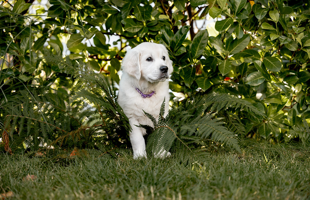 Hund in der Hecke