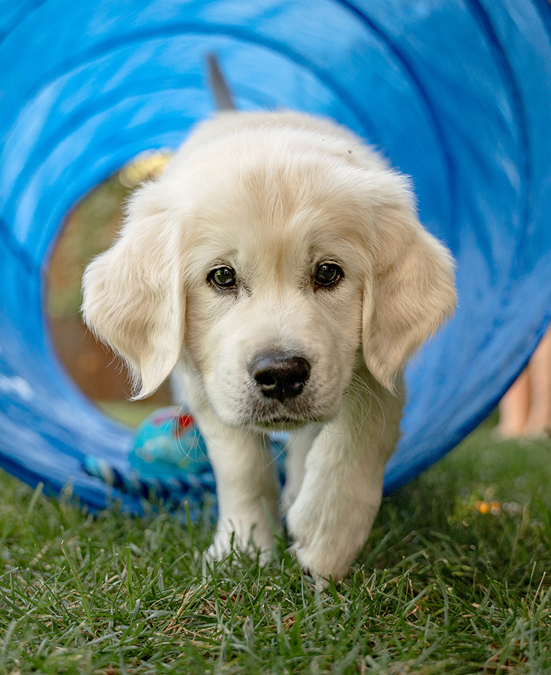 Welpe Retriever