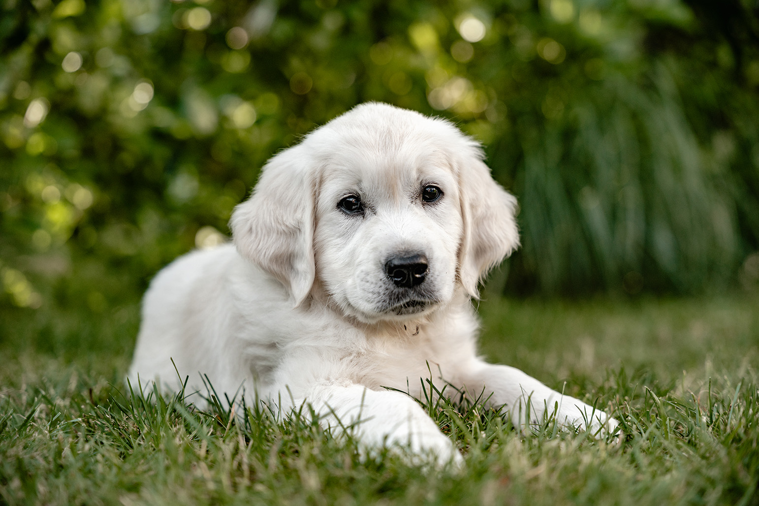 Welpe Hund