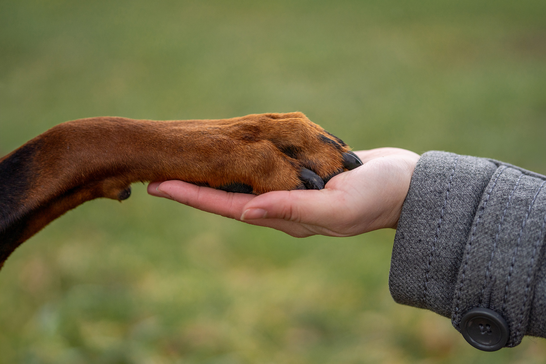 Hand und Pfote