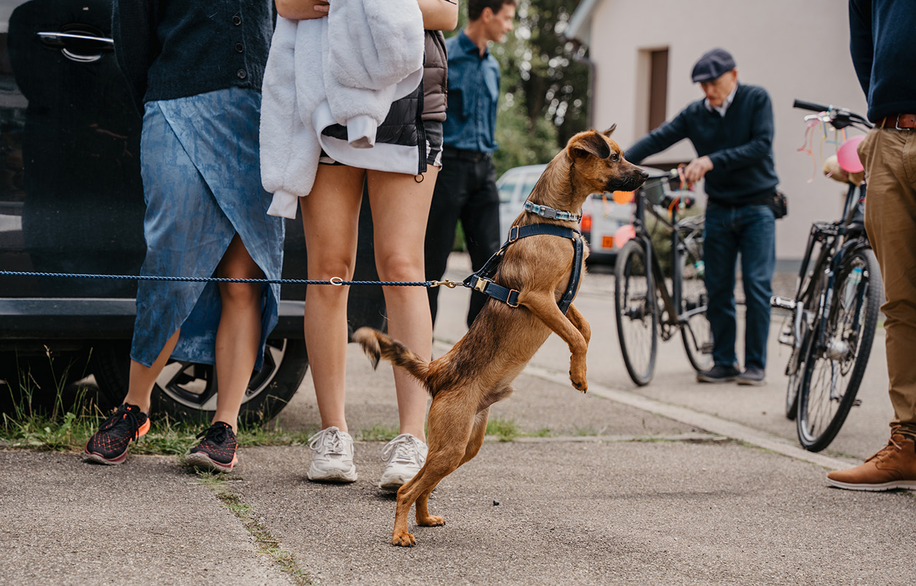 Hochzeit 6 Hund zieht auf Hochzeit