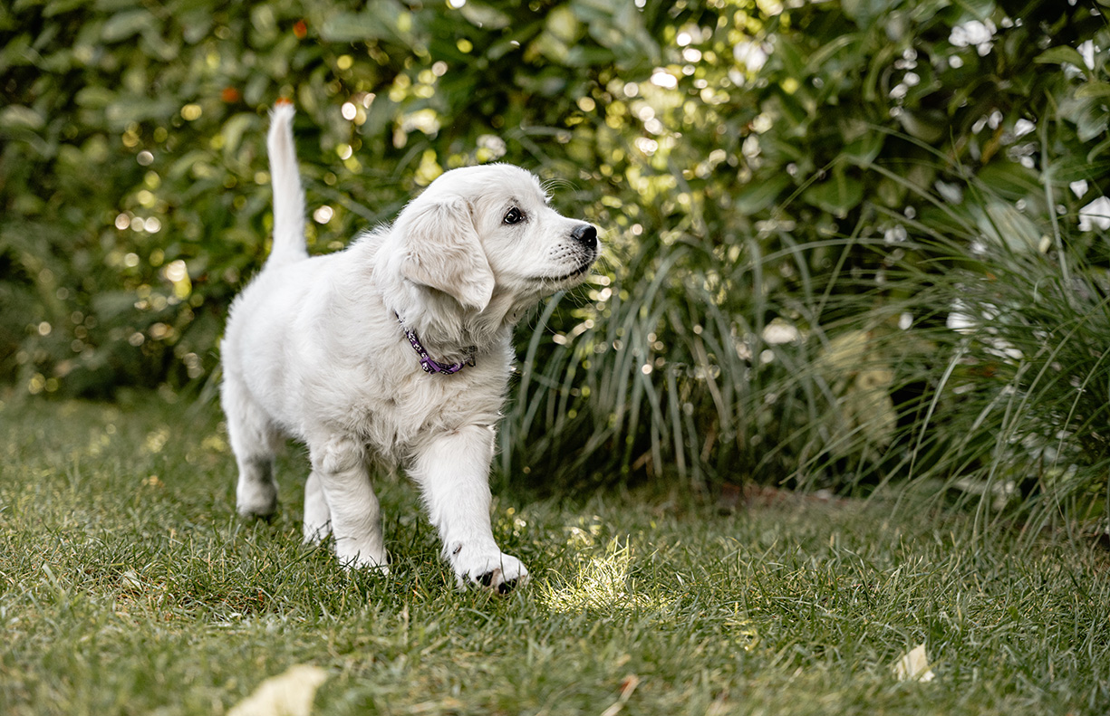 Hundewelpe Golden Retriever