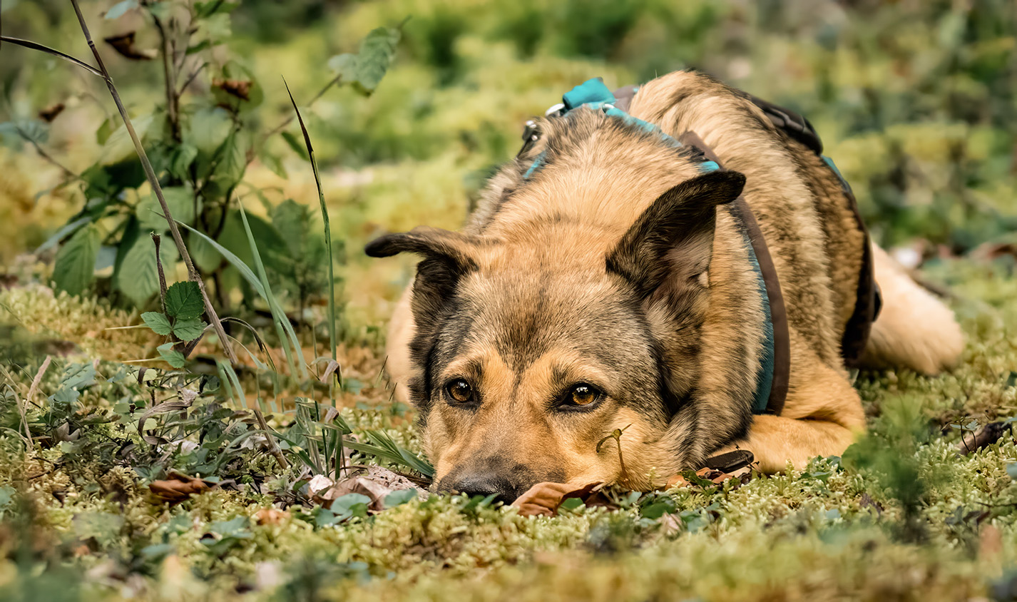 Hund liegt im Moos