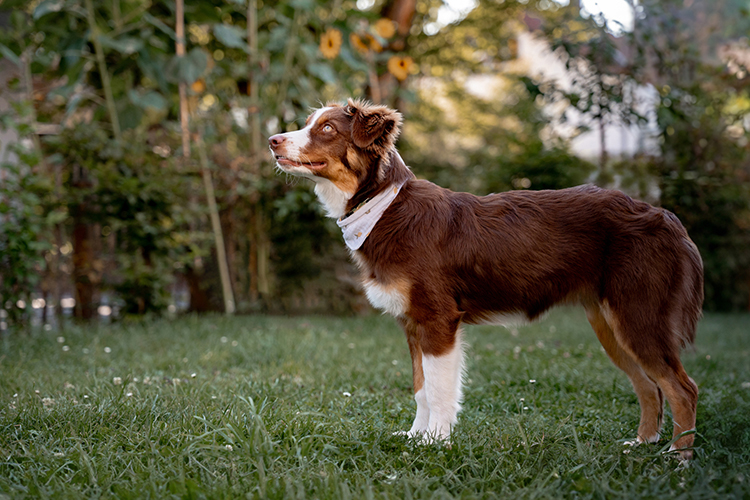 Hund und Sonnenblumen