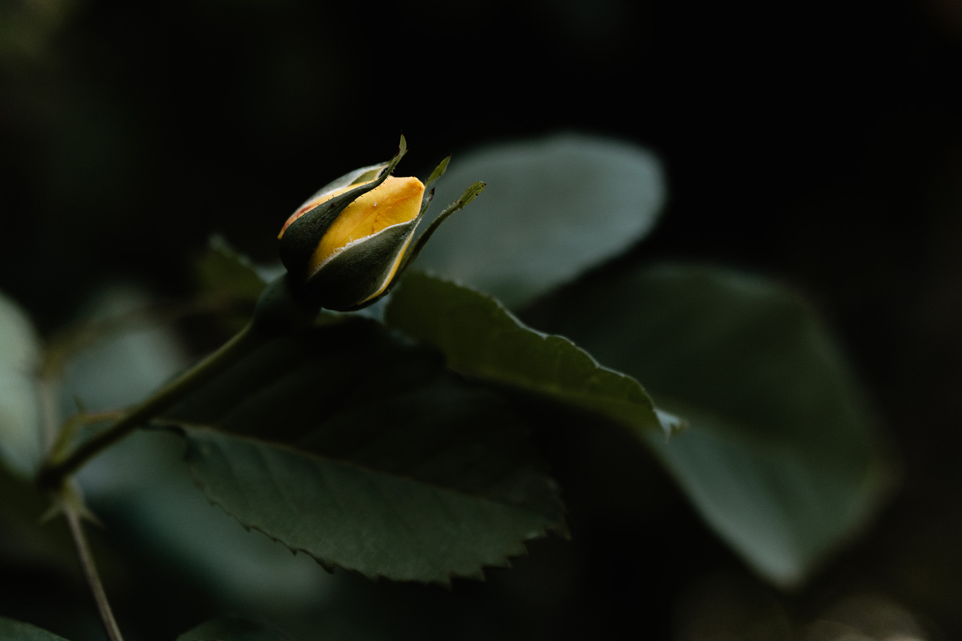 Blumen 5