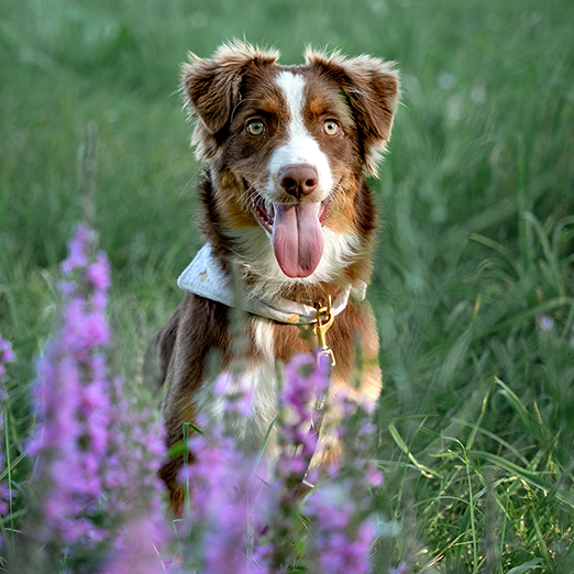 Hund Gras Blumen