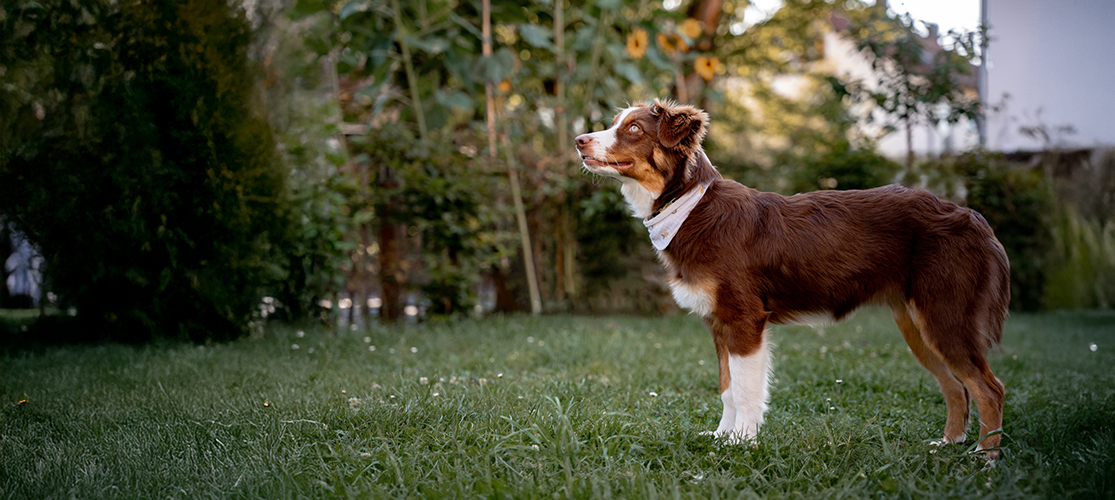 Australian Shepherd