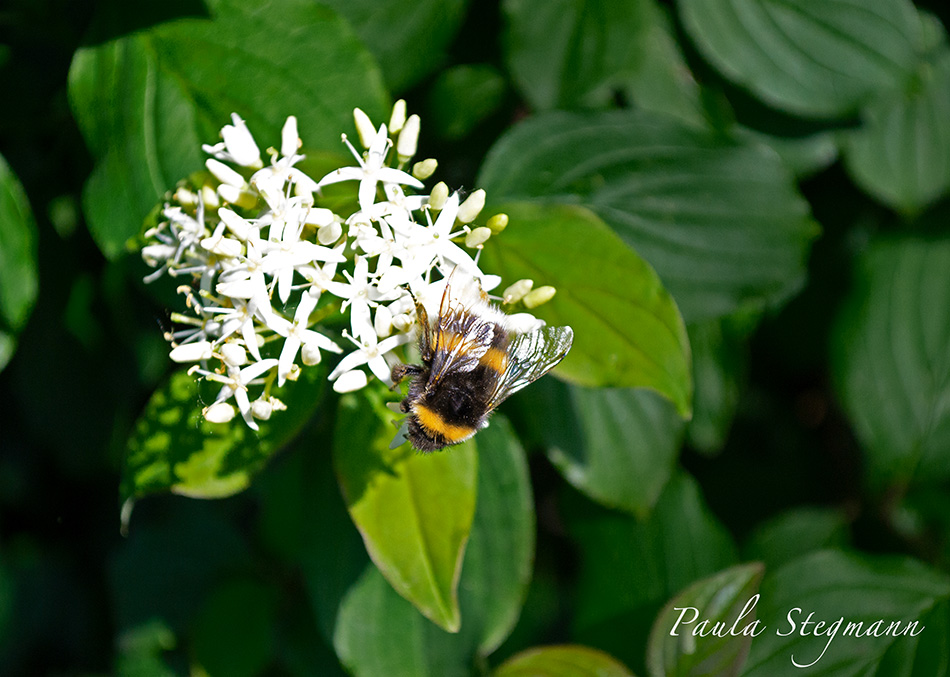 Hummel auf Blüte Hummel auf Blüte