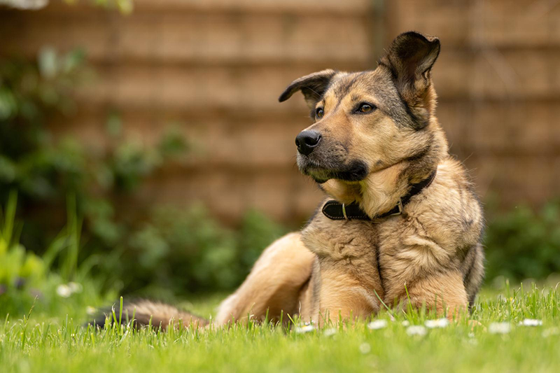 Hund schaut in die Ferne