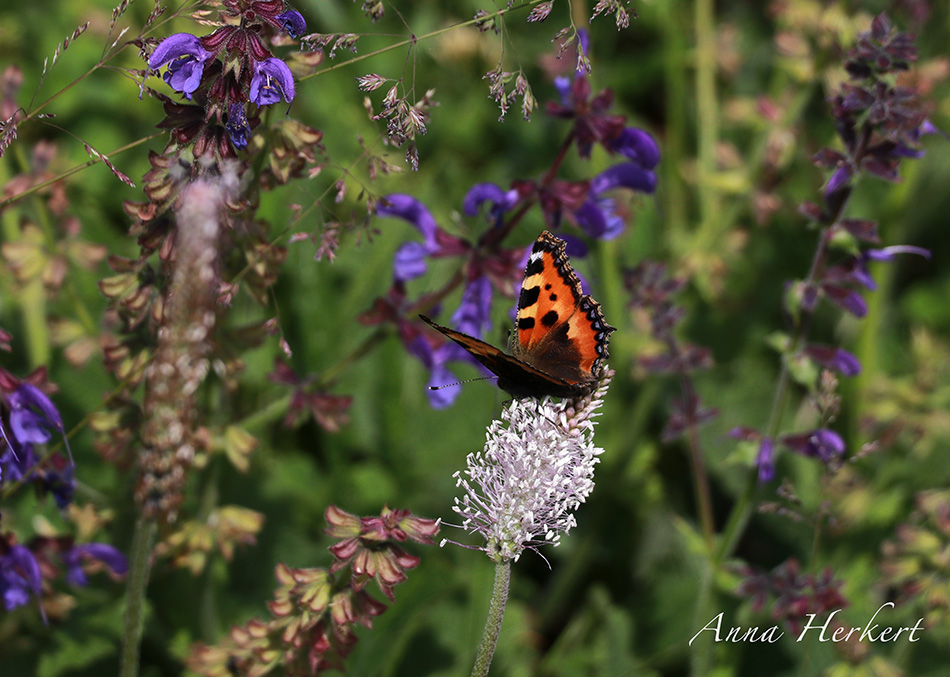 Schmetterling auf Blume Schmetterling auf Blume