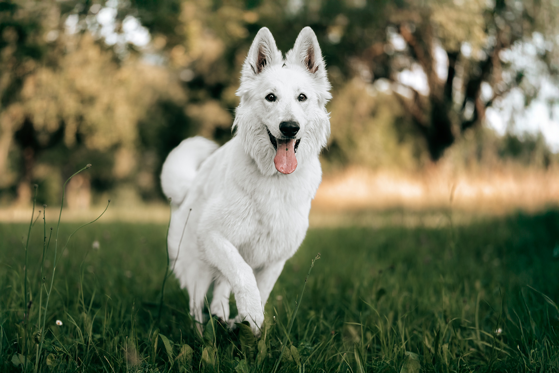 Schäferhund weiß